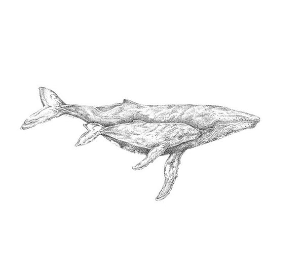 Original Framed - Humpback Whale Mum & Calf Bond Like No other