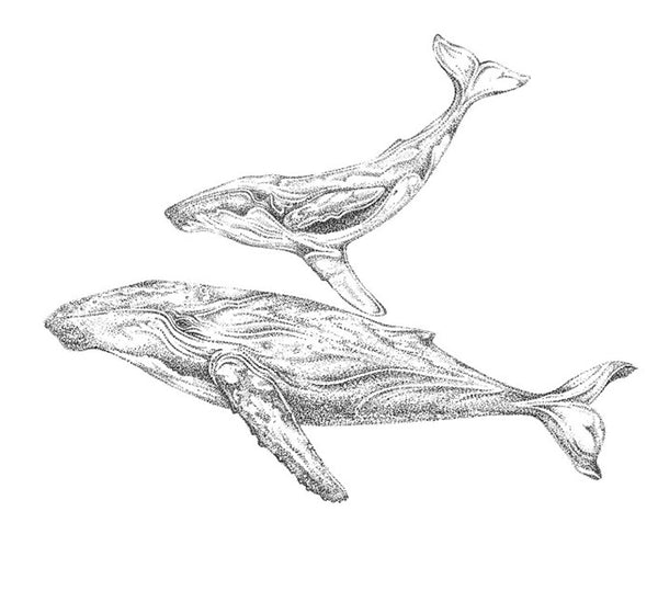Original Framed - Humpback Whale Mum & Playful Calf