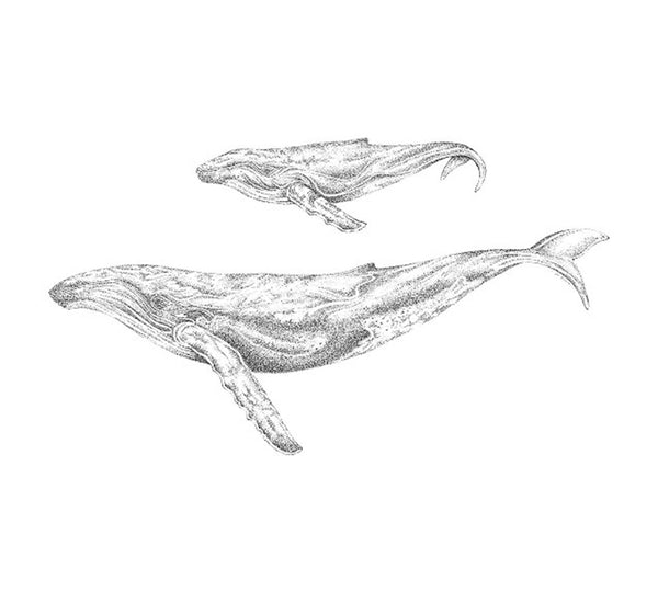 Original Framed - Humpback Whale Mum & Calf Unconditional Love