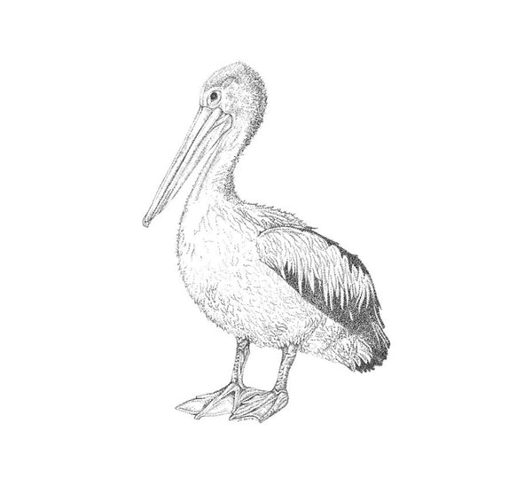 Original Framed - Quietly Confident Pelican