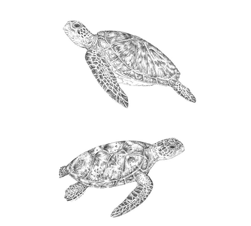 ★Original ART ‘Turtle’ Sea Turtle-turtle Painting-turtle Watercolor-archival Print