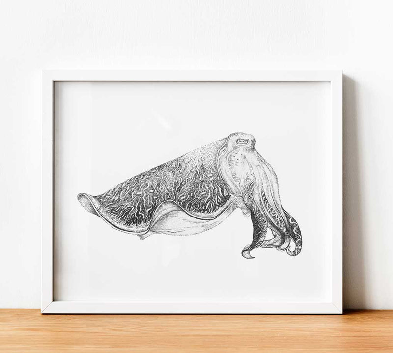 Cuttlefish Paper Print